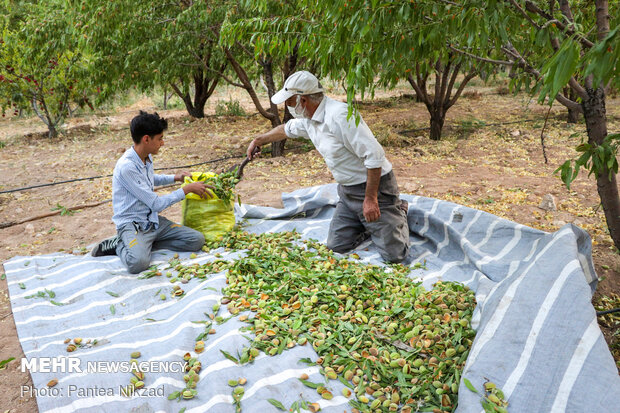 Almond Harvest in western Iran