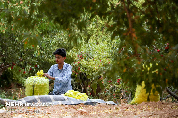 Almond Harvest in western Iran