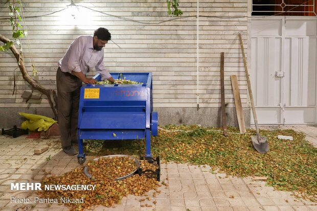 Almond Harvest in western Iran