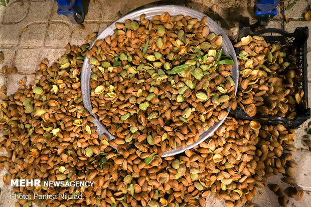 Almond Harvest in western Iran