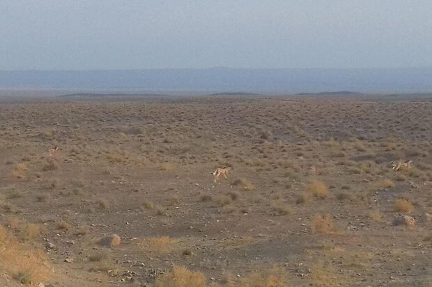 چوب حراج به زیست کره توران/محیط زیست استان سمنان یک روز خوش ندارد