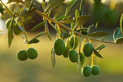 افزایش ۱۰۰ درصدی تولید زیتون در باغات استان قزوین