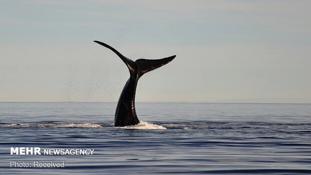 تماشای نهنگ شکاری از نزدیک