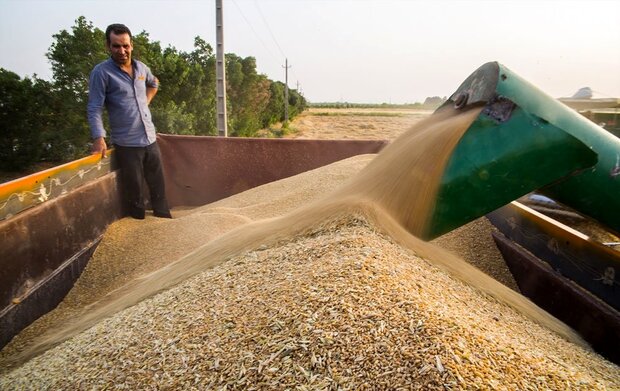کشاورزان گندم تولیدی خود را فقط به مراکز خرید دولت تحویل دهند 