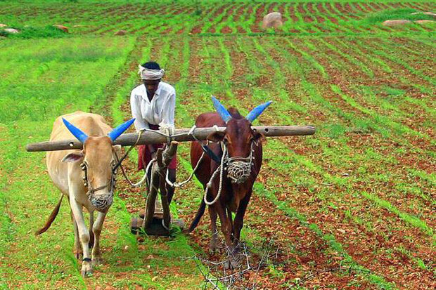 جهش ۲۳ درصدی صادرات کشاورزی هند