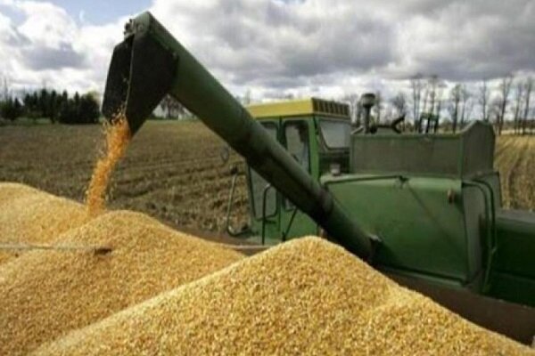  أكثر من 8 ملايين طن مشتريات ايران من القمح المحلي
