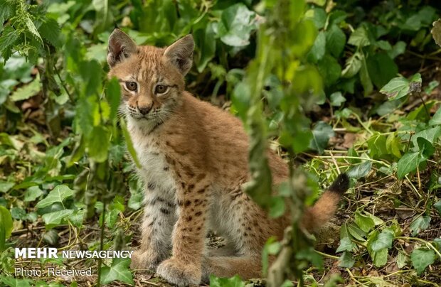 تصاویر منتخب حیات وحش هفته‎