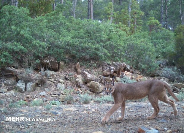 تصاویر منتخب حیات وحش هفته‎
