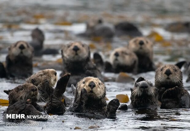 تصاویر منتخب حیات وحش هفته‎