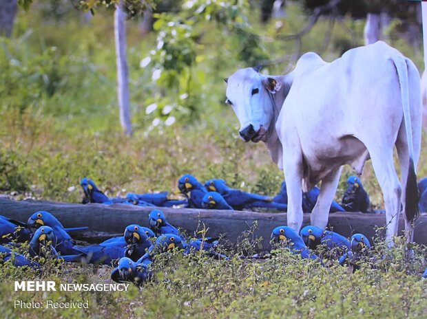 تصاویر منتخب حیات وحش هفته‎