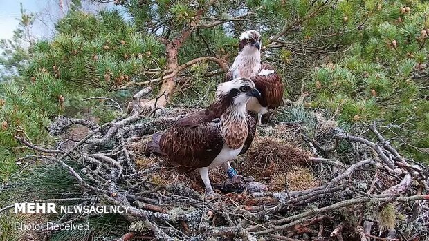 تصاویر منتخب حیات وحش هفته‎