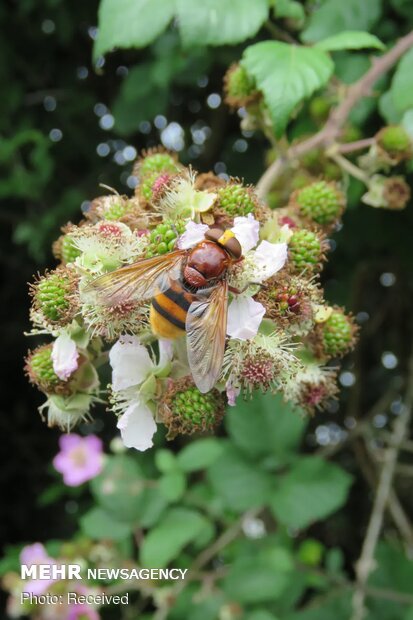 تصاویر منتخب حیات وحش هفته‎