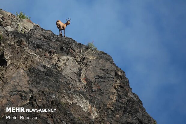 تصاویر منتخب حیات وحش هفته‎