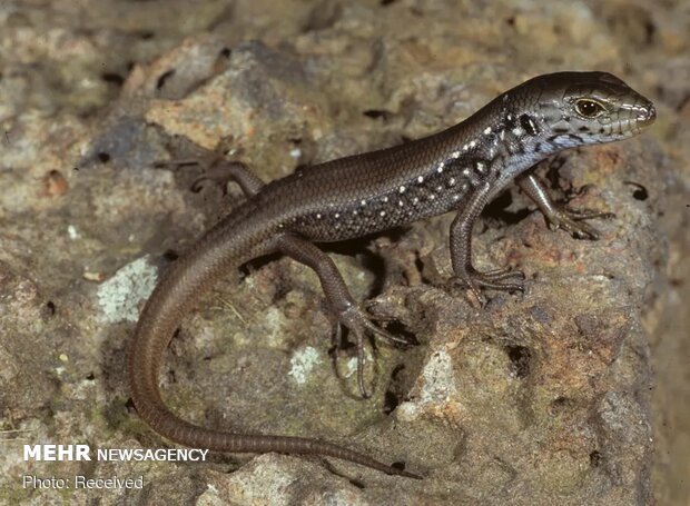 تصاویر منتخب حیات وحش هفته‎