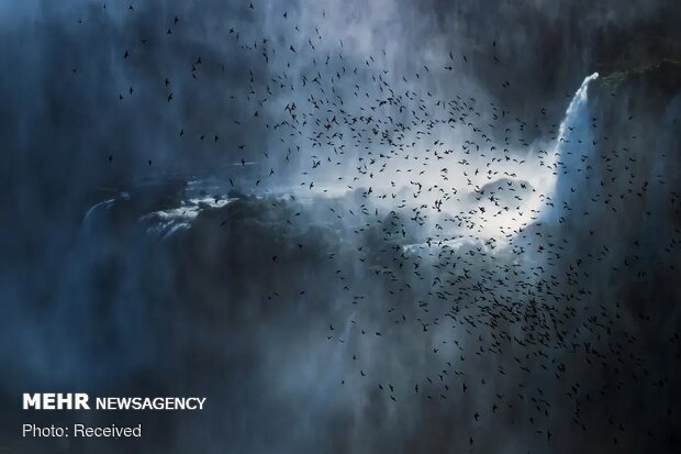 تصاویر منتخب حیات وحش هفته‎