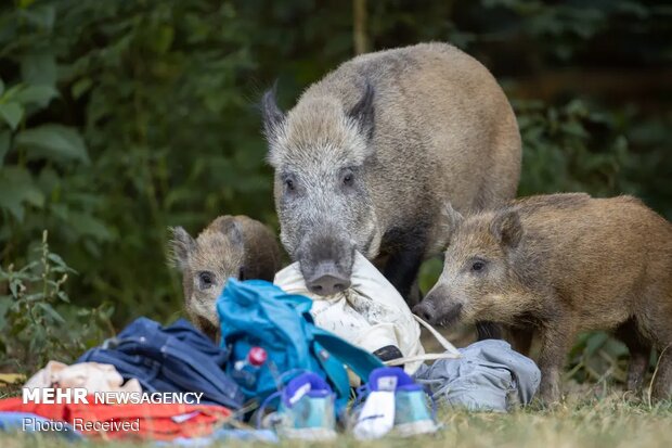 تصاویر منتخب حیات وحش هفته‎
