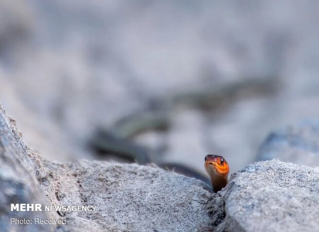 تصاویر منتخب حیات وحش هفته‎