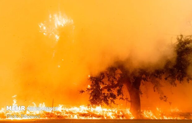 تصاویر منتخب حیات وحش هفته‎