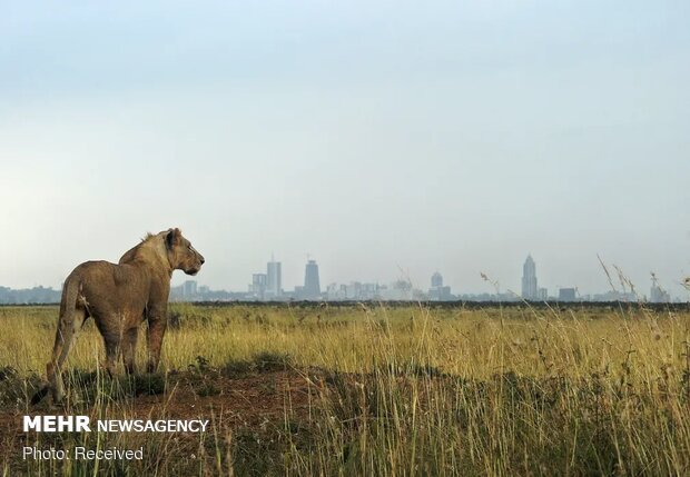 تصاویر منتخب حیات وحش هفته‎