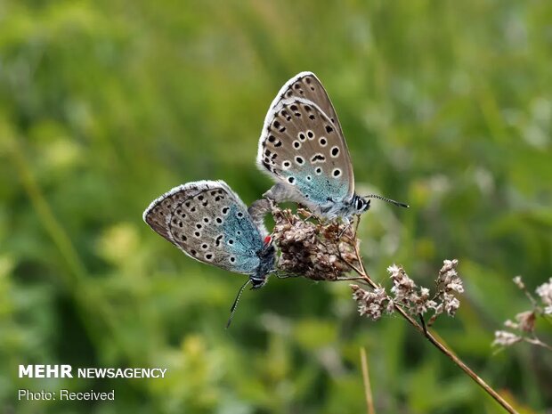 تصاویر منتخب حیات وحش هفته‎