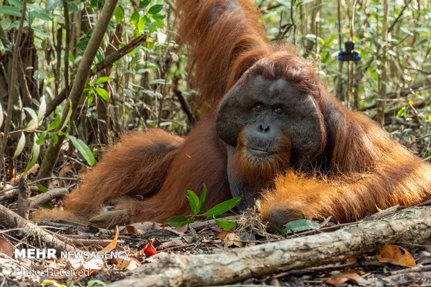 تصاویر منتخب حیات وحش هفته‎