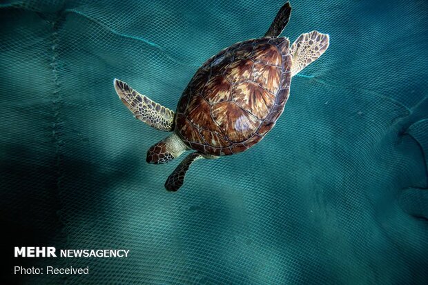 تصاویر منتخب حیات وحش هفته‎