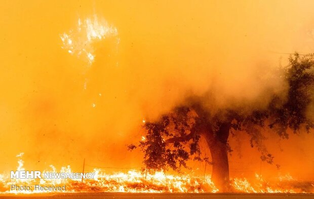 Californiya'daki orman yangınları durmuyor