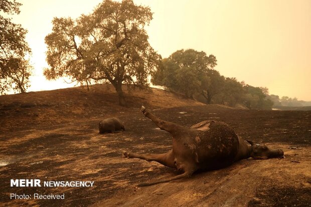 Californiya'daki orman yangınları durmuyor