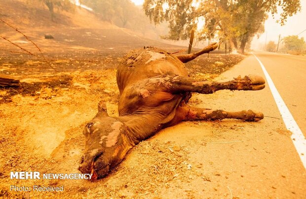 Californiya'daki orman yangınları durmuyor