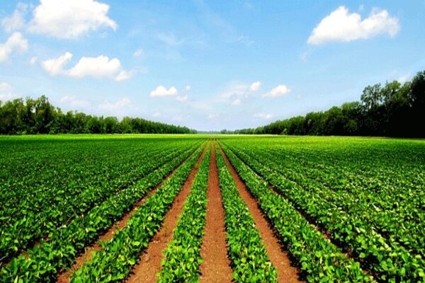 ارزش تولیدات بخش کشاورزی دهلران سالانه ۱۰ هزار میلیارد ریال است
