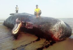 مرگ نهنگ غول‌پیکر در ساحل بریزیگ شهرستان سیریک
