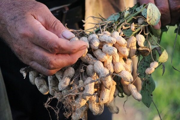 تولید و عرضه ۳۰ هزار تن بادام زمینی در پارس‌آباد