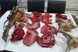 ردپای شکارچیان روز تاسوعا در شاهرود/ ۲ قوچ شکار شد