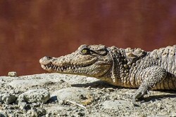 Mugger crocodile breeding an untapped potential in S Iran