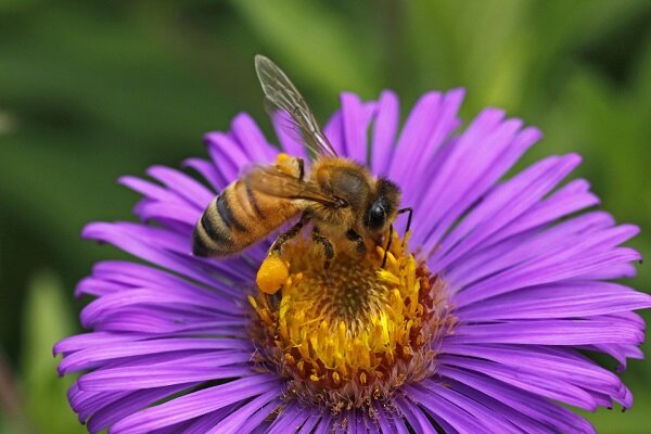 اختصاص ۱۷ هزار تن شکر برای زمستان گذری زنبورداران کشور