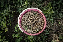 ۴۵ هکتار محصول بادام زمینی در لرستان کشت شد