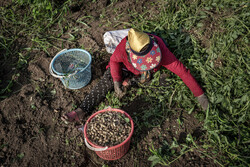 محمدی: دومین جشنواره بادام زمینی و برنج در لشت‌ نشا برگزار می‌شود