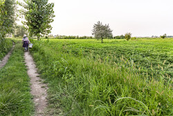 پیش‌بینی برداشت ۳۰ هزار تن بادام زمینی از مزارع پارس‌آباد