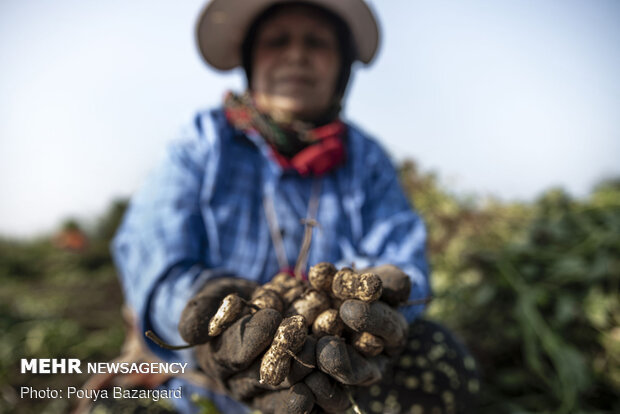 Peanut fields in N Iran
