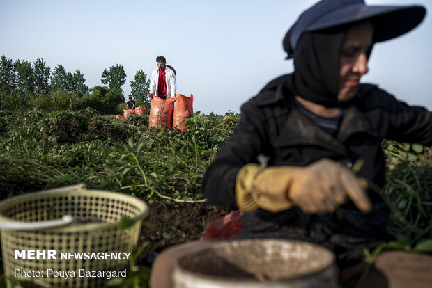 Peanut fields in N Iran
