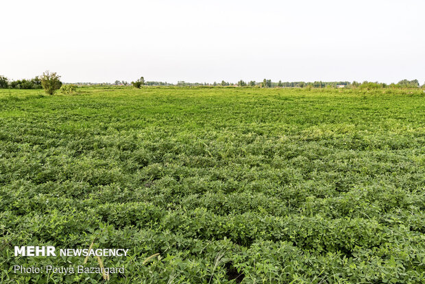 Peanut fields in N Iran
