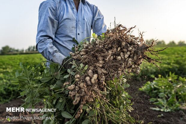 Peanut fields in N Iran
