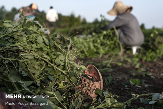 Peanut fields in N Iran
