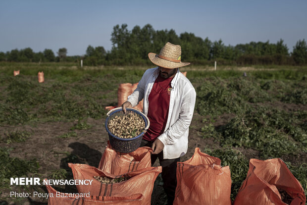 Peanut fields in N Iran

