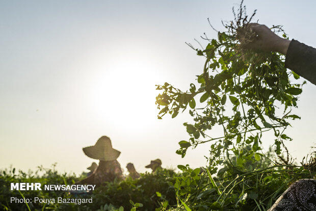 Peanut fields in N Iran
