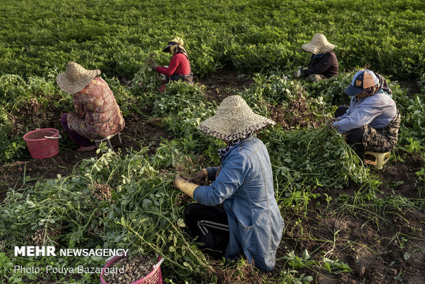 Peanut fields in N Iran
