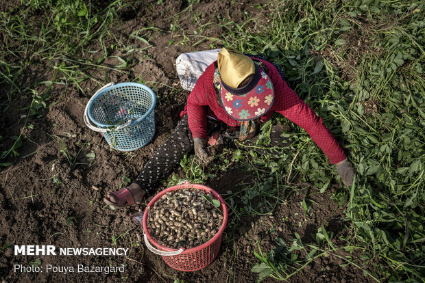 Peanut fields in N Iran
