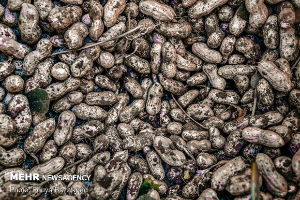 Peanut fields in N Iran
