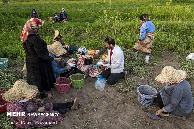 Peanut fields in N Iran
