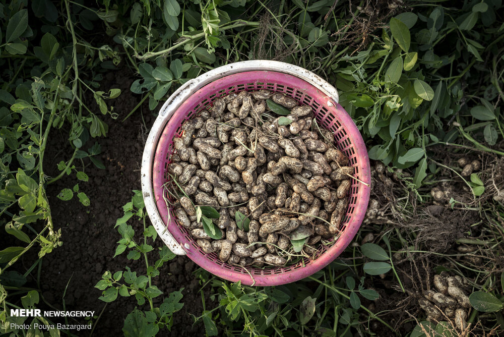 ۴۵ هکتار محصول بادام زمینی در لرستان کشت شد